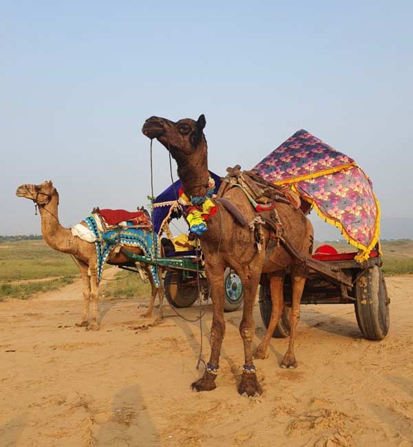 Camel Safari